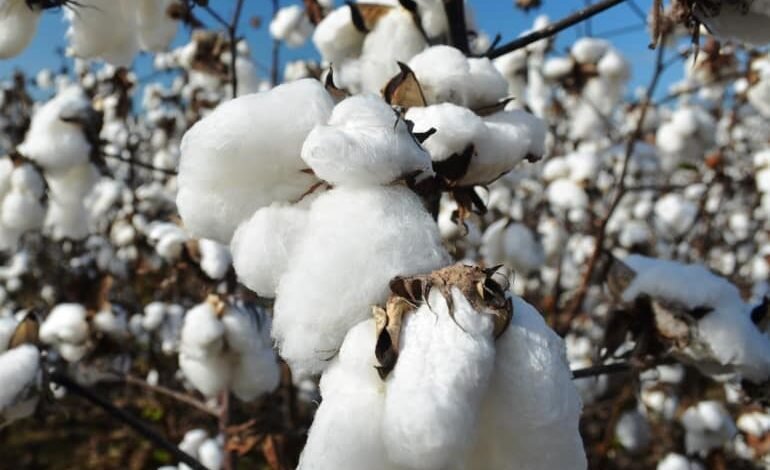 الحكومة-تحدد-خريطة-زراعة-القطن-للموسم-الصيفى-2026