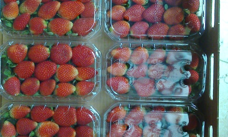 فائض-الإنتاج-يهبط-بأسعار-الفراولة-دون-التكلفة-ويعمق-خسائر-المزارعين